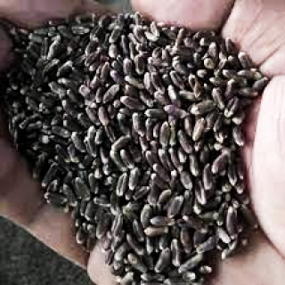 AYULL_BLACK_WHEAT_5KG_