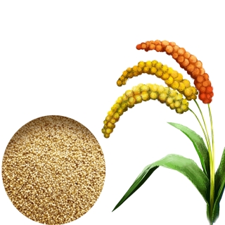 AYULL_FOXTAIL_MILLET(THINAI_NAVANE_KANGNI)_1KG_