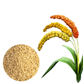 AYULL_LITTLE_MILLET_(SAMAI_SAAME_KUTKI)_500G_