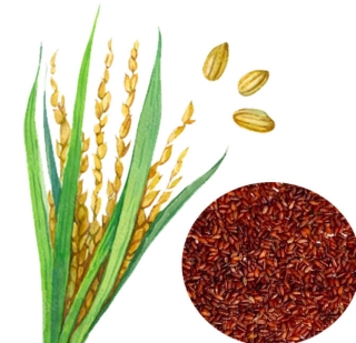 AYULL_RED_RICE_1KG_